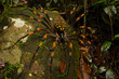 Golden-Spotted Amazonian Spider in Natural Rainforest Habitat
