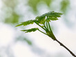 Detail of a tree branch with green leaves