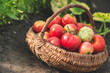 Fresh tomatoes in the basket. Homegrown bio tomato harvest in organic garden.