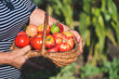 Farmer with freshly harvested tomatoes, holding basket with organic vegetables harvested in sunny day. Homegrown tomato harvest in organic garden. Vegetable growing concept.