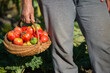 Woman holding fresh tomatoes in the basket. Homegrown tomato harvest in organic garden. Bio vegetables farming concept.