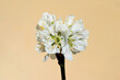 Blossoming branch of plum tree (Prunus domestica), early spring