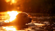 Dog swimming in water during a golden sunset. Pet fitness and outdoor activity concept, suitable for design and print in wellness, nature, and animal themes. Outdoor animal action shot