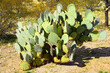 Prickly Pear Cactus Sonora Desert Arizona