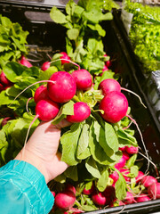 Wall Mural - Radish in hand