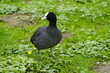 The coot (Fulica atra), also known as the common coot, or Australian coot, is a member of the rail and crake bird family, the Rallidae. Hanover, Germany.