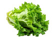 one lettuce isolated on transparent background