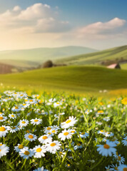 Wall Mural - Beautiful spring and summer natural landscape with blooming field of daisies in grass in the hilly countryside.