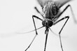 macro shot of a mosquito in black and white