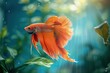 Red betta fish with large fins and tail swimming in an aquarium with aquatic plants.