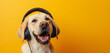 Cute dog wearing big headphones listens to music, sound therapy concept for animals
