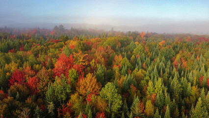 Wall Mural - Atmospheric photo autumn forest. Bright colors of trees, red brown maple leaves at sunrise in fog.