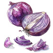 drawing of slices of onions , on isolated transparent background