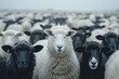 Contrast in Unity: Black and White Sheep Gathering. Concept Black and White Photography, Sheep Herding, Contrast in Unity, Monochrome Composition, Animal Portraits