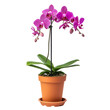 Blooming Purple Phalaenopsis Orchid in a Terracotta Pot, Symbolizing Elegance and Beauty in Floriculture.