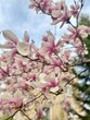 pink magnolia flowers, blooming magnolia tree, delicate flower petals, spring flowering