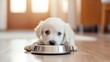 Close up of a white puppy eating food in a sunlit kitchen, pet care concept, animal behavior with copy space