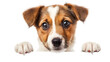 Puppy dog holding  blank banner isolated on transparent background