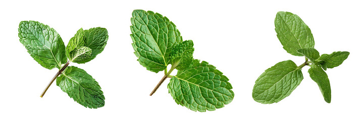 set of mint leaves isolated on white or transparent background