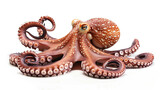 Fototapeta Do akwarium - Octopus on white background