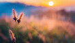 Close up of grass flower in the field at sunset. Beautiful nature background.