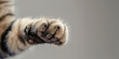 Cute fluffy cat's paw with extended sharp claws, copy space.