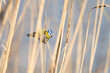 Blue tit sitting on a rush branch with a nice blurry background