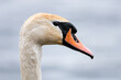 A close up headshot of a mute white swan