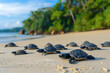 newborn turtle walking on the beautiful beach to she sea