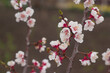 Spring plum flowers closeup photo as nature background