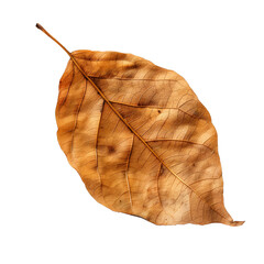 Wall Mural - dry leaf isolated on transparent background Generative Ai.