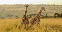 Two Giraffes Standing Tall In A Sunlit Savannah, Exuding Tranquility