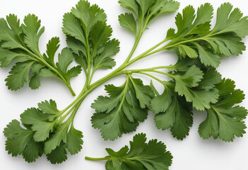 Fresh coriander on isolated white background , juicy and fresh, top view, Flat lay, no shadows, in editorial photography