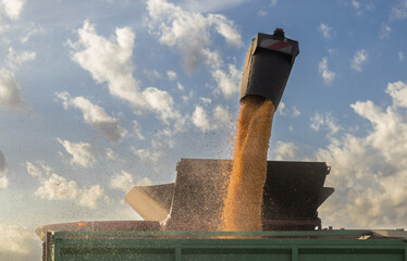 Wall Mural - Pouring corn grain into tractor trailer