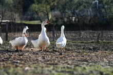 White Geese On A Gray Background, Low Viewing Angle. Goose Cottage Industry Breeding. High Quality Photo