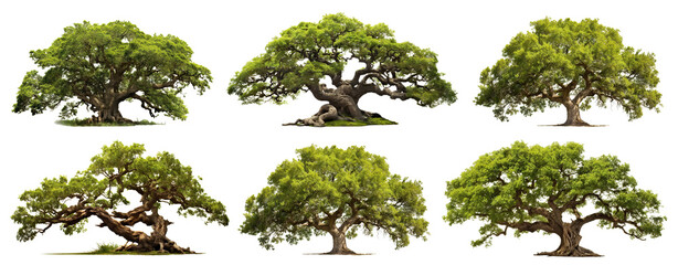 set of lush trees, cut out