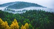 A misty forest with tall trees and a mountain in the background.