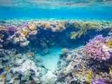 Fototapeta Uliczki - Underwater image of corals in Red Sea near Hurghada town in Egypt