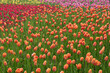 Field of colorful tulip flowers, Netherlands