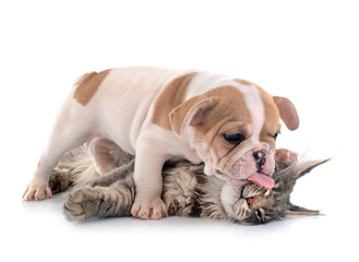 Wall Mural - maine coon kitten and french bulldog