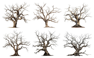 set of majestic leafless trees with gnarled branches and twisted trunks, cut out