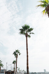 An image of nice green palm trees on blue sunny sky background