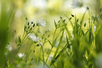 Wall Mural - Rabelera - Stellaria holostea blooming in the forest