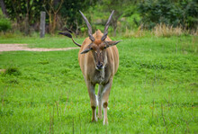 Eland Antelope In A Nature Reserve In Zimbabwe.