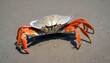 A-Crab-Carrying-A-Piece-Of-Debris-For-Camouflage- 2