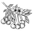Cherry branch blossom with flower and berries engraving PNG illustration. Scratch board style imitation. Black and white hand drawn image.