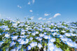 Blue Nemophila flower field in spring, Ibaraki Prefecture, Japan