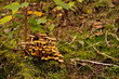 Fresh honey mushrooms on a moss-covered stump in the forest close-up, soft focus