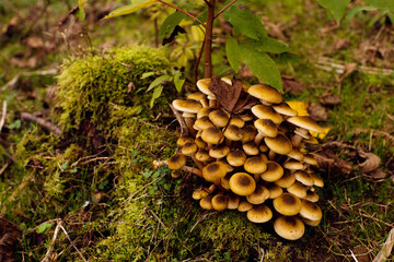 Wall Mural - Fresh honey mushrooms on a moss-covered stump in the forest close-up, soft focus