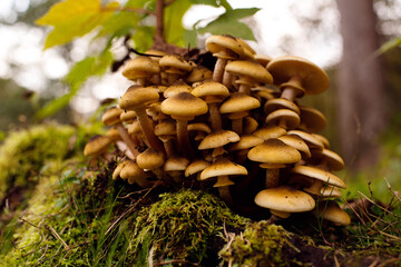 Wall Mural - Fresh honey mushrooms on a moss-covered stump in the forest close-up, soft focus